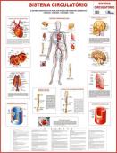 Mapa Sistema Circulatorio